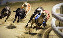 Greyhound Racing